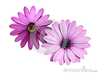 African Daisy Osteospermum Soprano Purple flower, a bushy, evergreen, tender, perennial with a rich lavender purple colour adorned Stock Photo