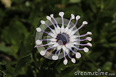 `African Daisy Whirligig or Whirlygig` flower - Osteospermum `Whirligig` Stock Photo