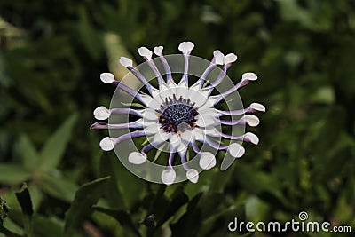 `African Daisy Whirligig or Whirlygig` flower - Osteospermum `Whirligig` Stock Photo