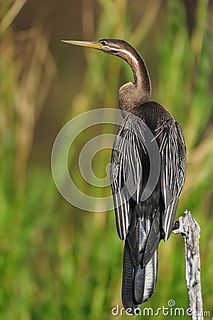 African Darter (Anhinga rufa) Stock Photo