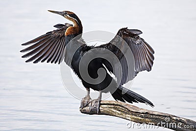 African Darter drying its wings Stock Photo