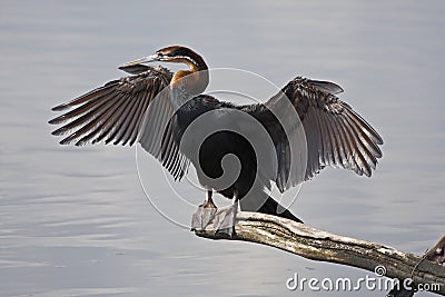 African Darter drying its wings Stock Photo