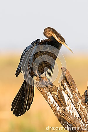 African darter in portrait photo Stock Photo