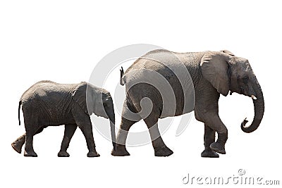 African desert Elephant Family cow and Younger isolated on white Stock Photo