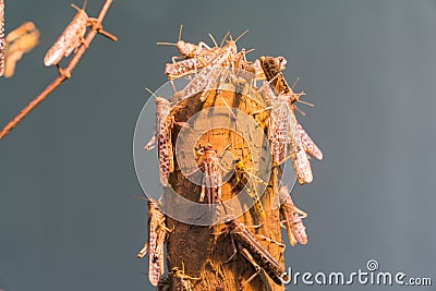 African desert locust Stock Photo