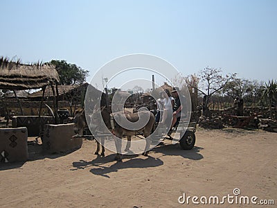 African - Donkey cart - Waterburg Mountains Vector Illustration