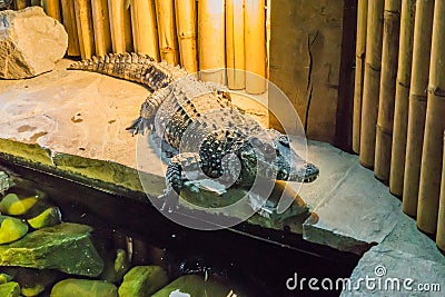 African dwarf crocodile also know as the bony or broad snouted crocodile a wild animal from africa Stock Photo