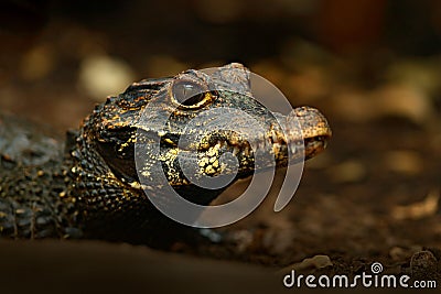 African dwarf crocodile, broad-snouted bony crocodile, Osteolaemus tetraspis, detail portrait in nature habitat. Lizard with big e Stock Photo