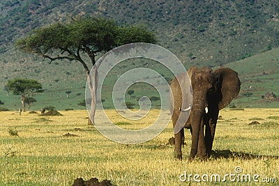 African Elephant Stock Photo