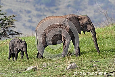 African elephant Stock Photo