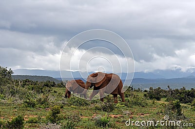 African Elephant Stock Photo