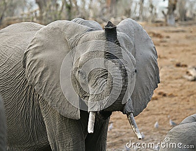 African Elephant #2 Stock Photo