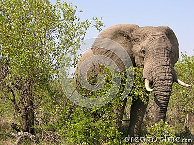 African elephant Stock Photo