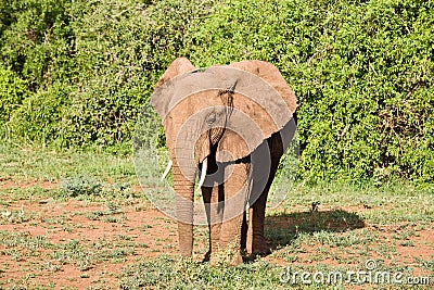 African elephant Stock Photo