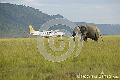 African Elephant and airplane from grasslands of Lewa Conservancy, Kenya, Africa Editorial Stock Photo