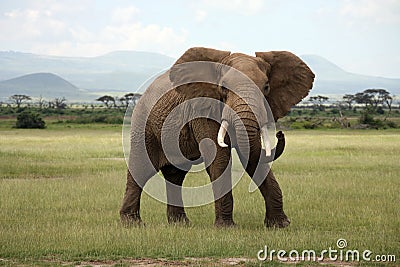 African Elephant Amboseli Stock Photo