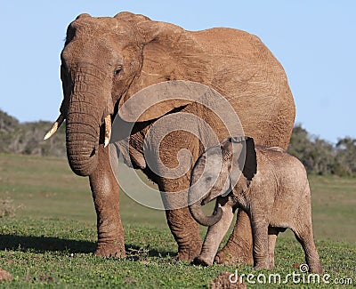 African Elephant Baby and Mom Stock Photo