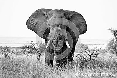 African Elephant Stock Photo