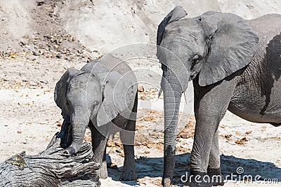 Africa mother and baby elephant in Africa, Botswana Stock Photo