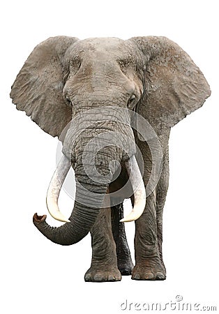 African Elephant Bull Stock Photo