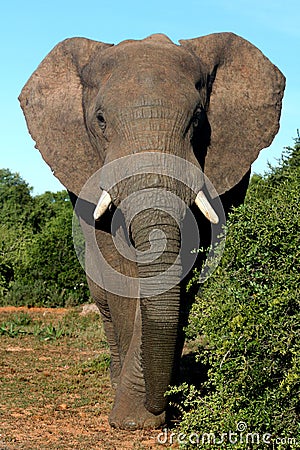 African Elephant Bull Stock Photo