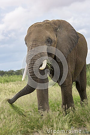 African Elephant bull eating Stock Photo