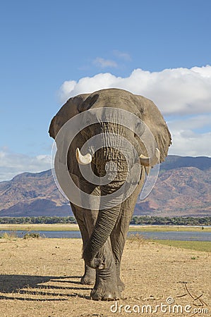 African Elephant bull (Loxodonta africana) walking towards the c Stock Photo