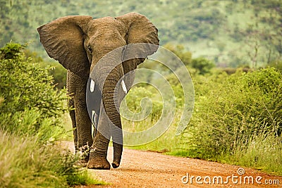 African elephant Stock Photo