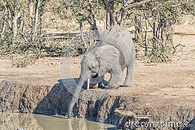 African elephant calf kneeling to drink in a waterhole Stock Photo