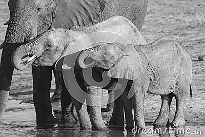 African Elephant calves drinking Stock Photo