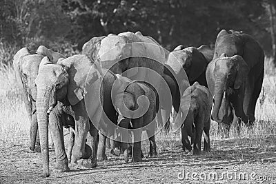 African Elephant calves drinking Stock Photo