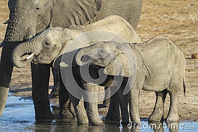 African Elephant calves drinking Stock Photo