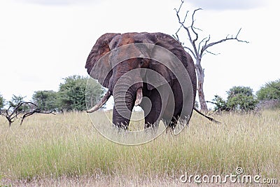 African elephant covered with dried mud Stock Photo
