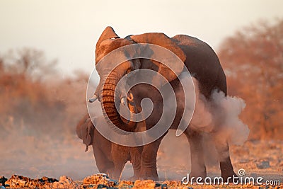 African elephant covered in dust Stock Photo