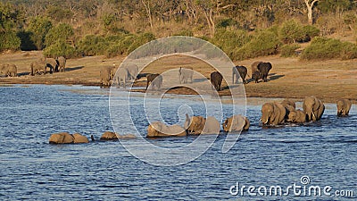 African elephant crossing river at river in Chobe National Park Stock Photo