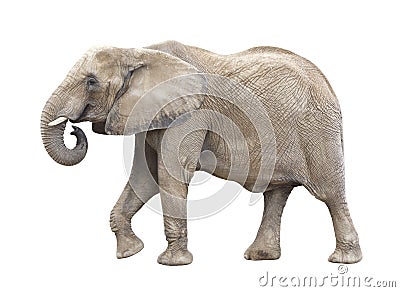 African Elephant Cutout Stock Photo