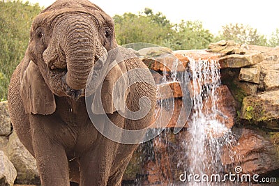 African elephant drinking from waterfall with trunk