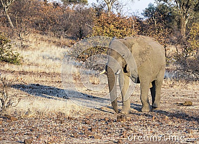 African Elephant in a Dry Dusty Landscape During a Drought in Africa Stock Photo