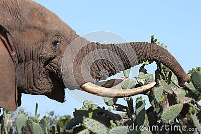 African Elephant Eating Cactus Stock Photo