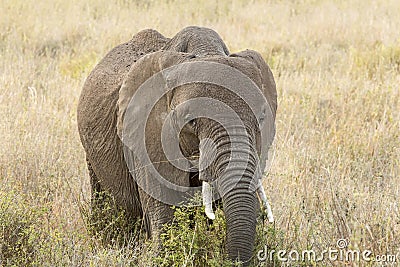 African elephant eating Stock Photo