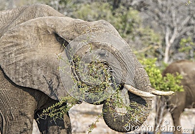 African Elephant eats Branches from an Acacia Tree Stock Photo
