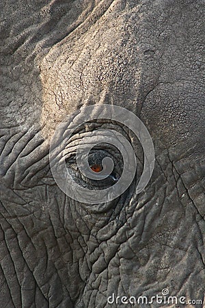 African Elephant eye Stock Photo