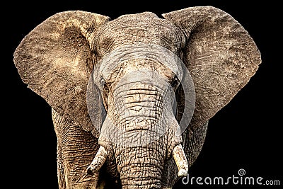 African elephant facing camera with ears out and black background Stock Photo