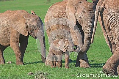 African Elephant Family Stock Photo