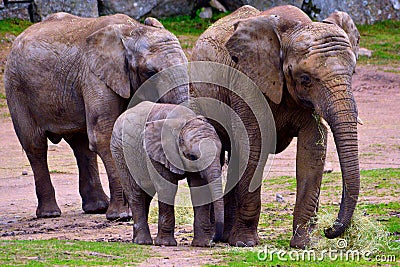 African elephant family Stock Photo