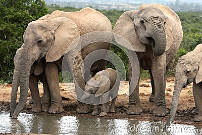 African Elephant Family Group Stock Photo