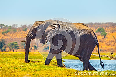 African elephant fording the river Stock Photo