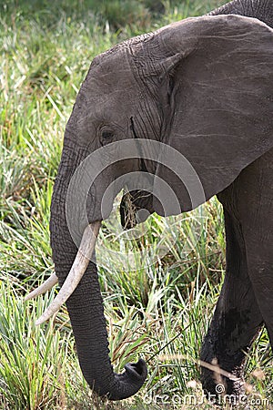 African elephant grazing Stock Photo