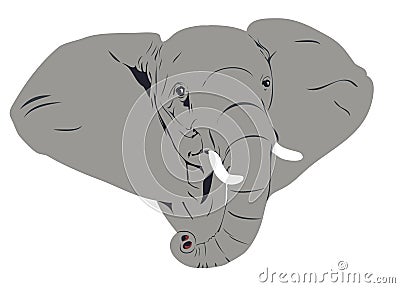 African elephant head Stock Photo