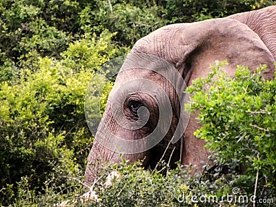 African Elephant head Stock Photo
